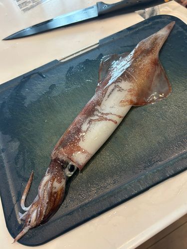 ヤリイカの釣果