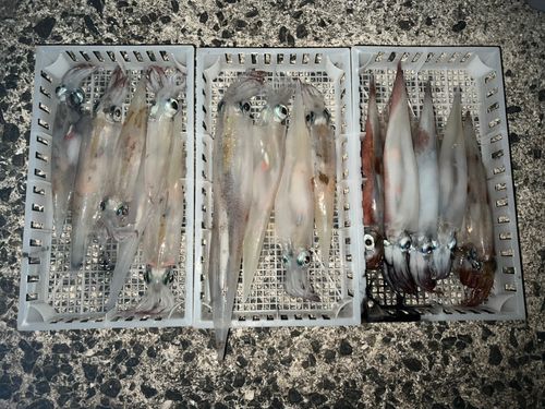 ヤリイカの釣果