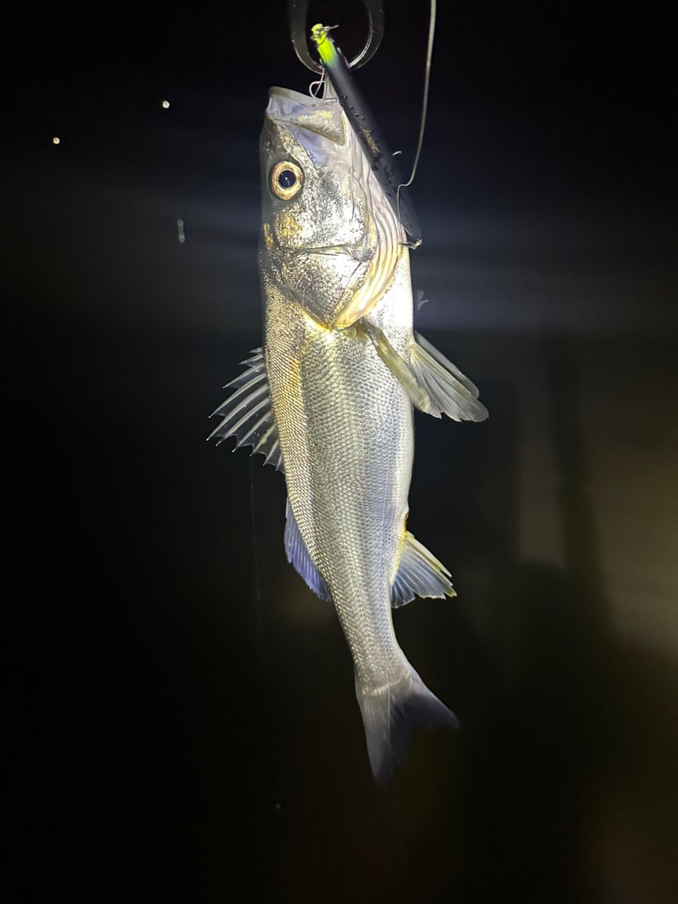 TULALA ハーモニクス スタッカート 810MSS-HXの最安値・インプレ・釣果