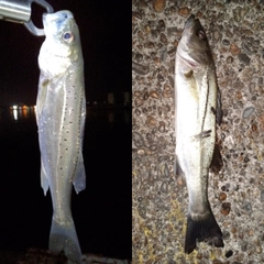 セイゴ（マルスズキ）の釣果