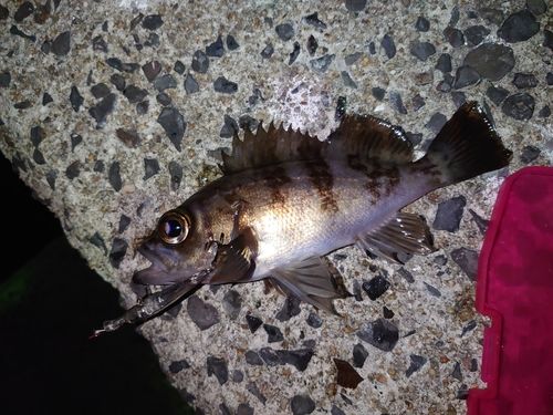 メバルの釣果