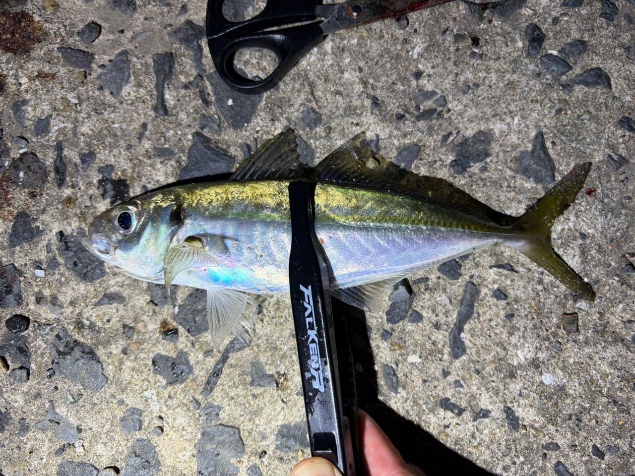 DAIWA 20月下美人 アジング 68L-Sの最安値・インプレ・釣果 | 本音の