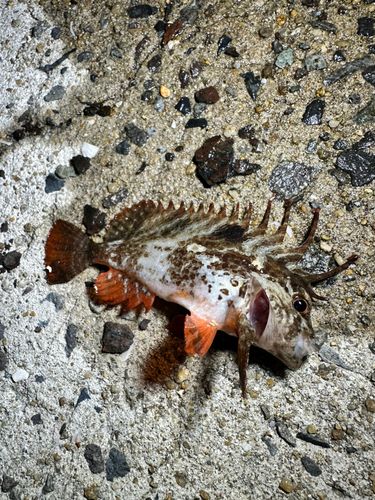 ハオコゼの釣果