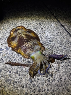 アオリイカの釣果