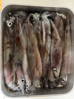 ヤリイカの釣果