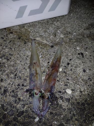 ササイカの釣果