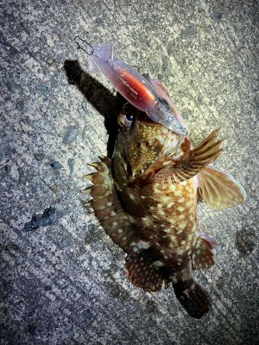 ガシラの釣果