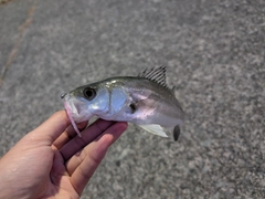 セイゴ（マルスズキ）の釣果