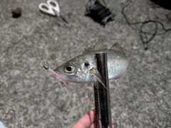 マアジの釣果