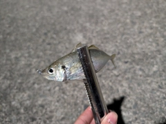 マアジの釣果