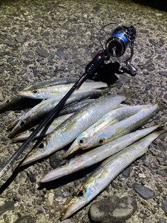 アカカマスの釣果