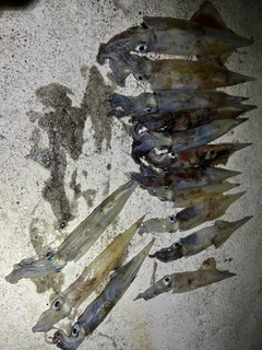 ヤリイカの釣果