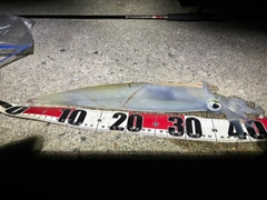 ヤリイカの釣果