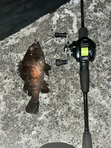 シロメバルの釣果