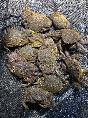 クリガニの釣果