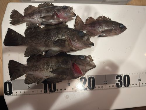 メバルの釣果