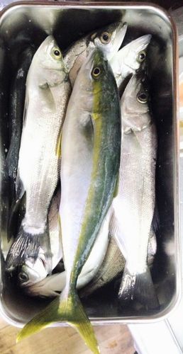 セイゴ（ヒラスズキ）の釣果