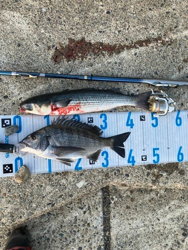 チヌの釣果