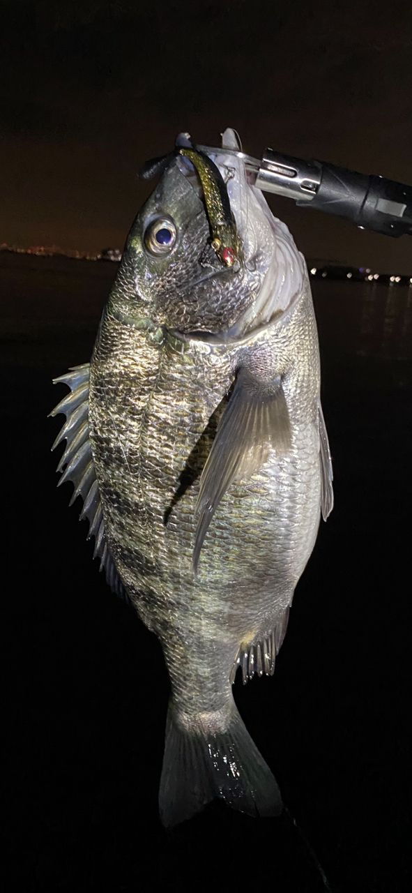 DAIWA 22イグジスト LT4000-XHの最安値・インプレ・釣果 | 本音の