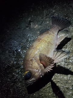 シロメバルの釣果