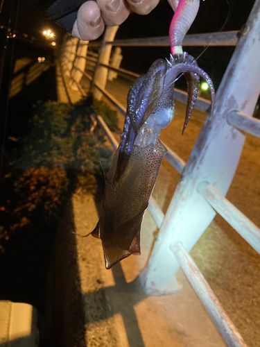 ヒイカの釣果