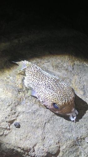 ハリセンボンの釣果