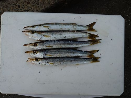 アカカマスの釣果