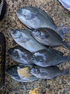 クロの釣果