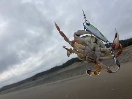 ワタリガニの釣果