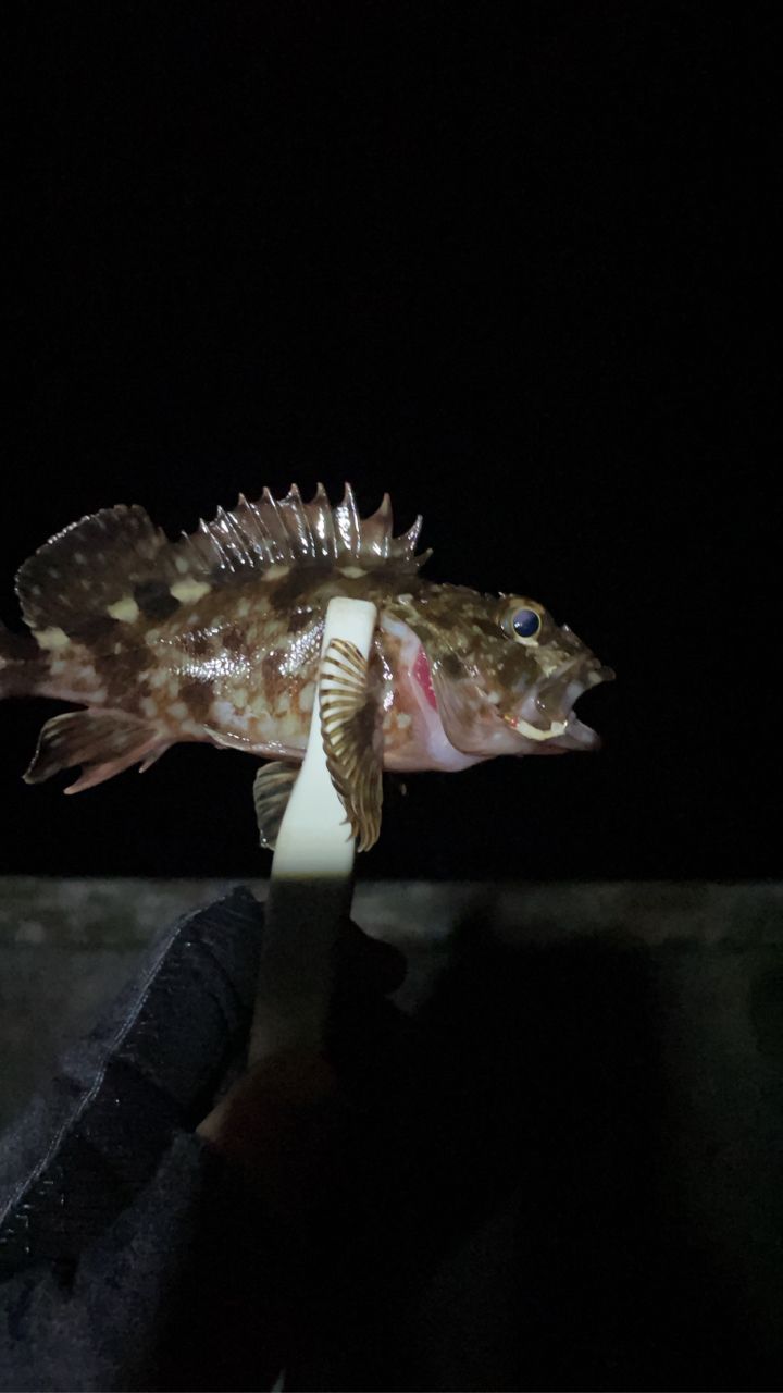 SHIMANO 23ソアレ BB アジング S610L-Sの最安値・インプレ・釣果