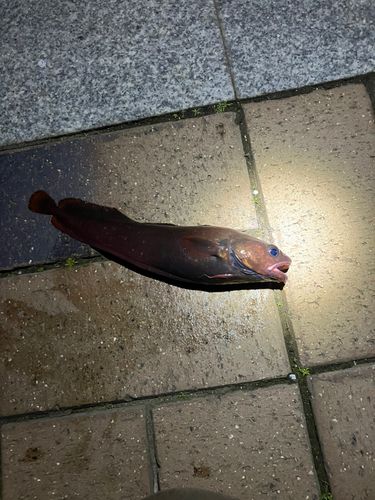 ドンコの釣果