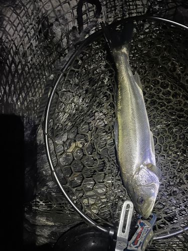 フッコ（マルスズキ）の釣果