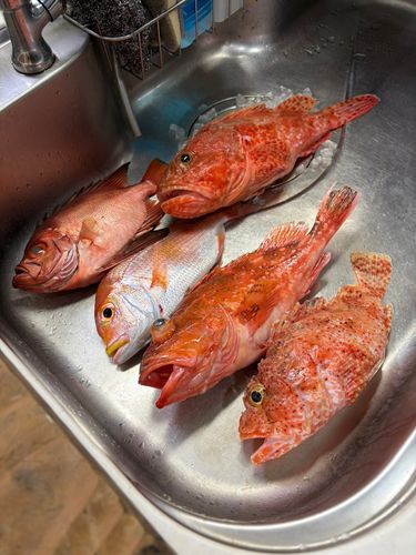 オニカサゴの釣果