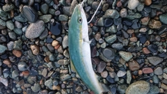 コズクラの釣果