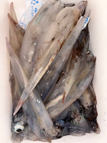ヤリイカの釣果