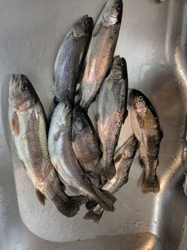 ニジマスの釣果