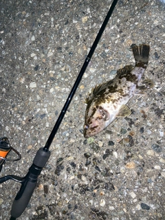 タケノコメバルの釣果