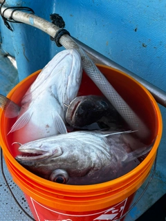 マダラの釣果
