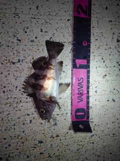 シロメバルの釣果