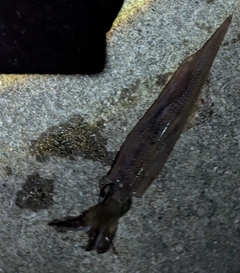 ヤリイカの釣果
