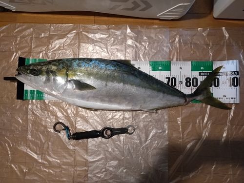 ブリの釣果