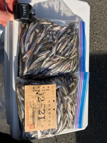 ワカサギの釣果