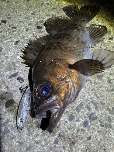 メバルの釣果