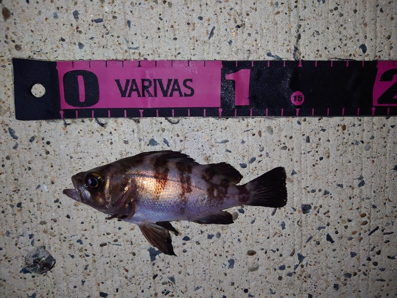 DAIWA 16メバリング X 74UL-Sの最安値・インプレ・釣果 | 本音の口コミ