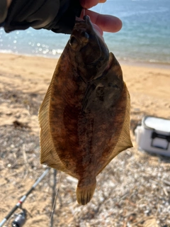 カレイの釣果