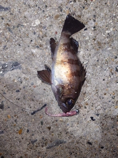 シロメバルの釣果