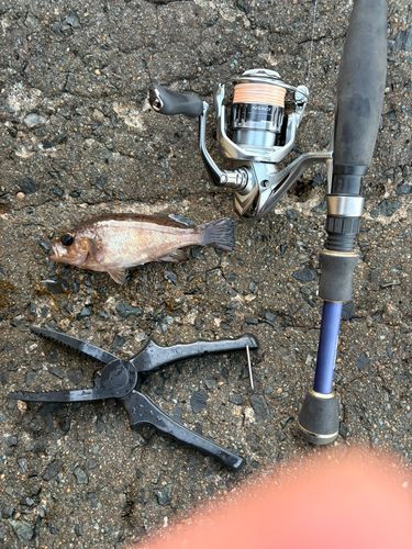 釣果一覧】福岡県で釣れたメバル - アングラーズ | 釣果600万件の