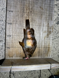 シロメバルの釣果