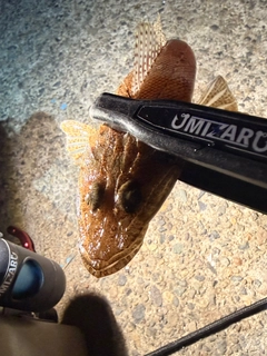 ワニゴチの釣果