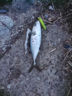 ツバイソの釣果